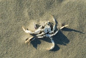 dead crab