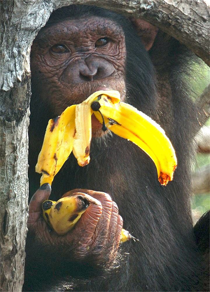 Сколько бананов едят обезьяны. Шимпанзе с бананом. J,tpmzyf c ,fuyfyfvb. Obezyano s bansnom. Горилла с бананом.